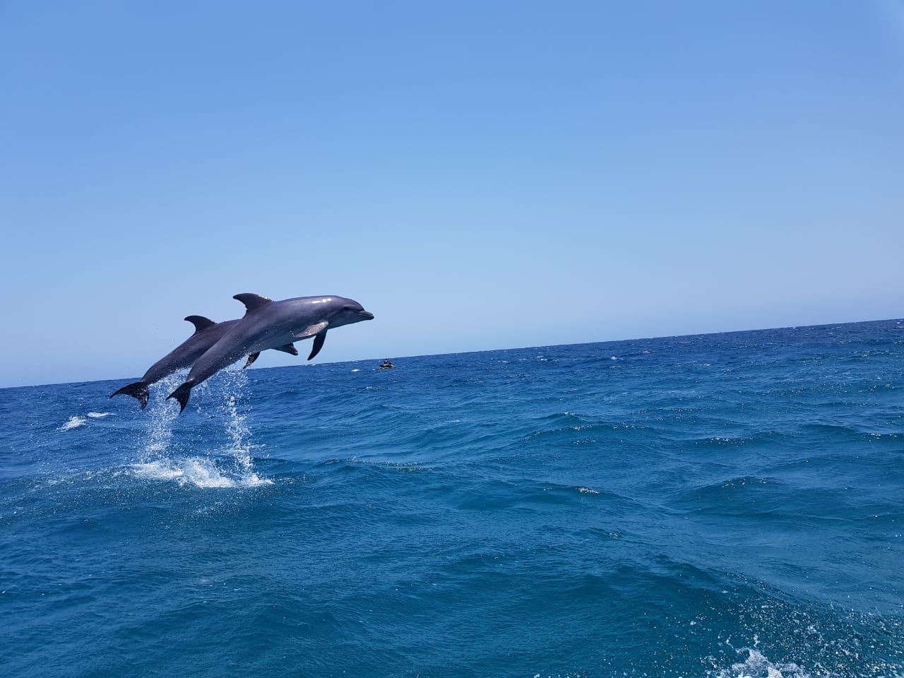 Delfines pasean por las playas de Santa Marta y emocionan a los turistas