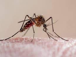 Caquetá en alerta por casos de Dengue.