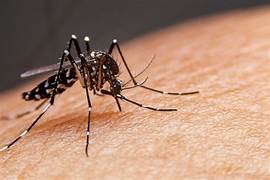 Aumentan los casos de dengue en el Huila