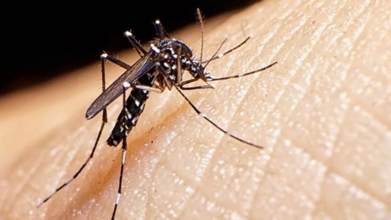 Cuidado con el Dengue
