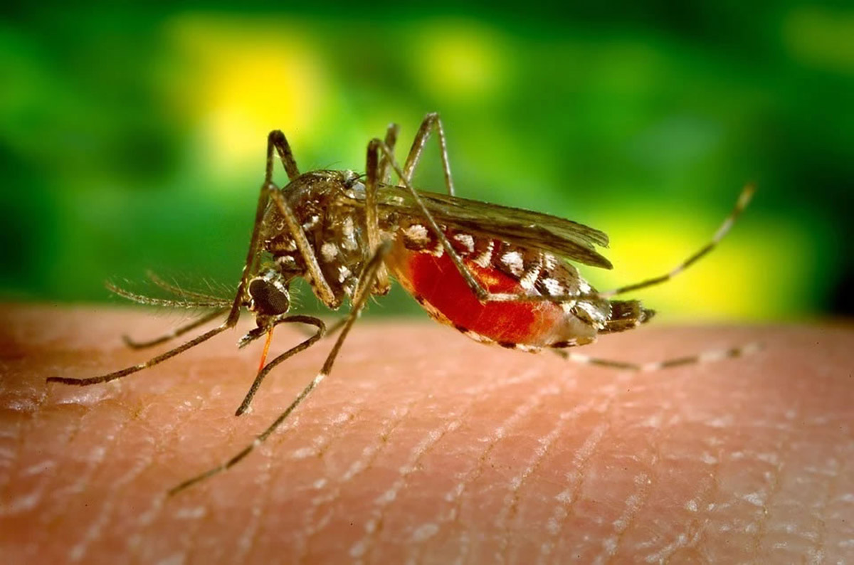 19 mil 488 casos se han notificado de dengue en el departamento del Huila
