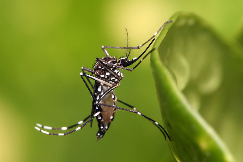 Continúan aumentando los caso de dengue