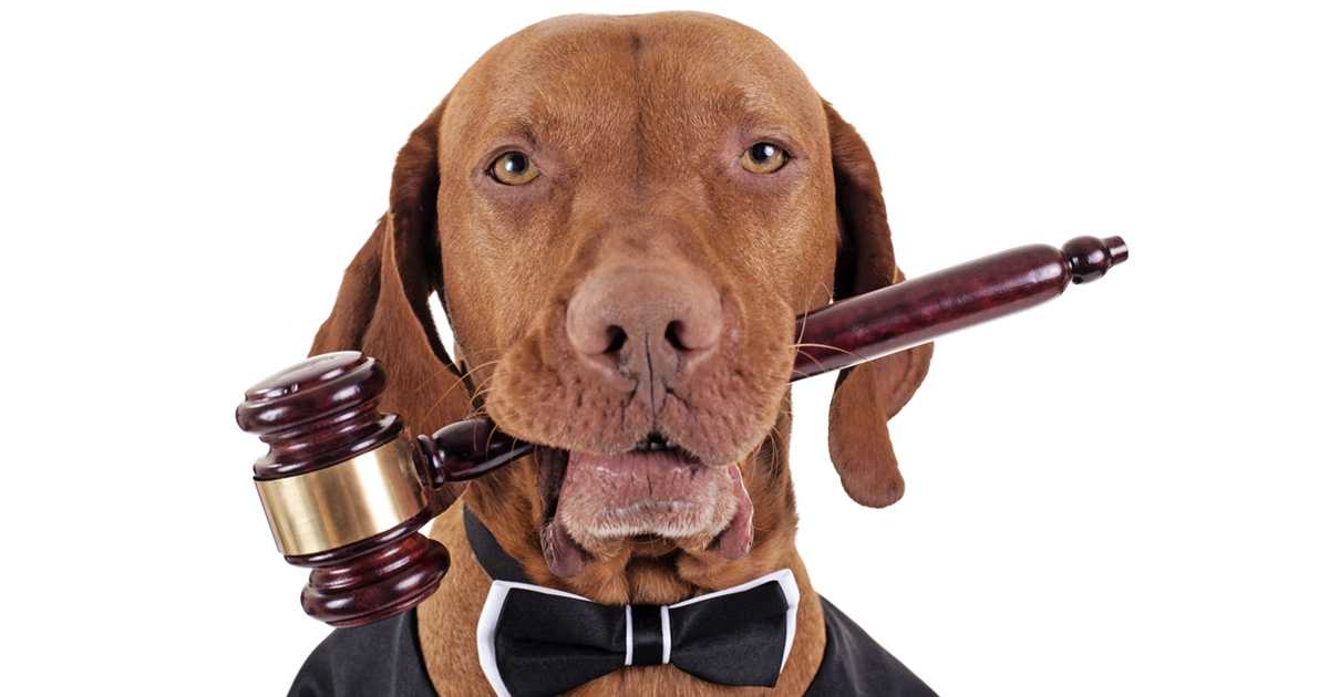 “Reto Croquetas” para perros y gatos.