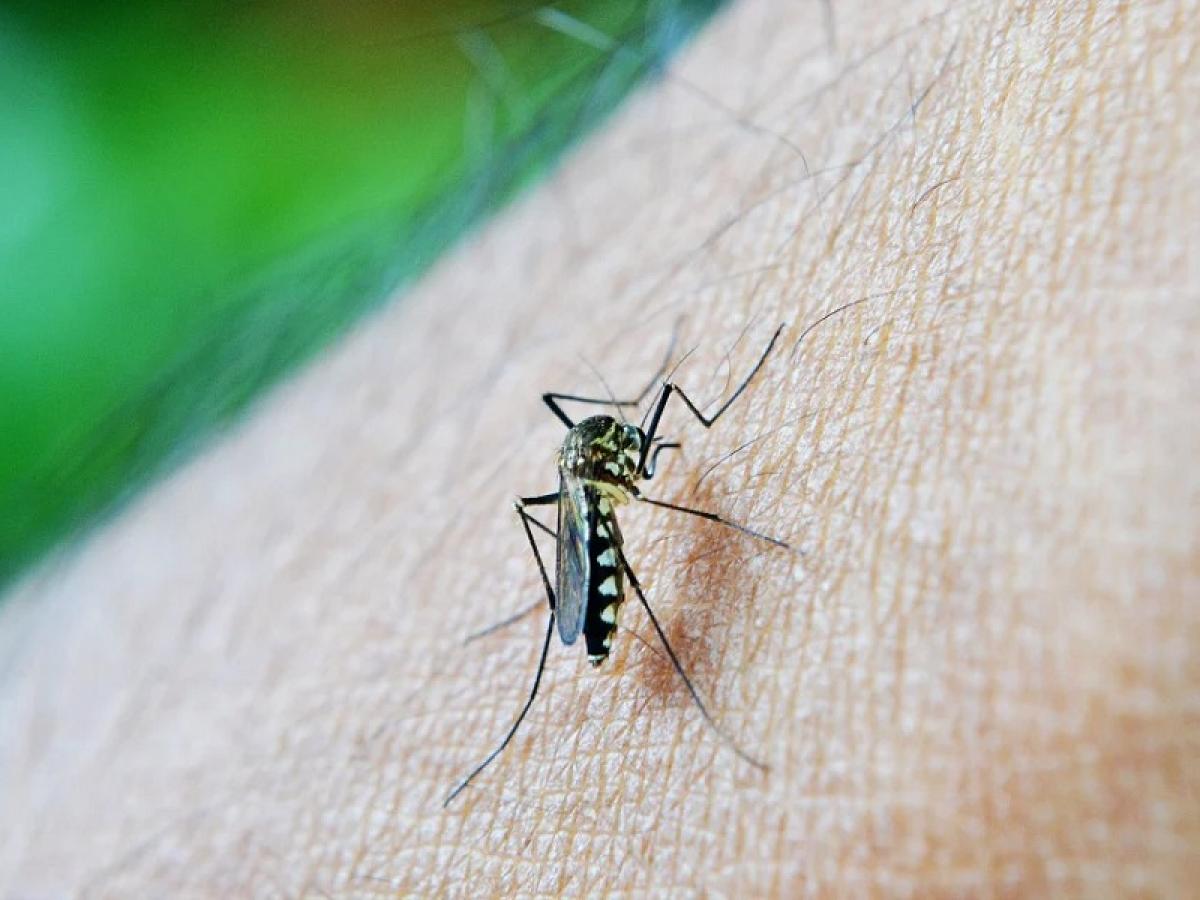Florencia disminuye cifras de Dengue. A la fecha, en la ciudad hay un reporte de 28 casos, frente a los más de cien, ocurridos para el mismo periodo del año anterior.