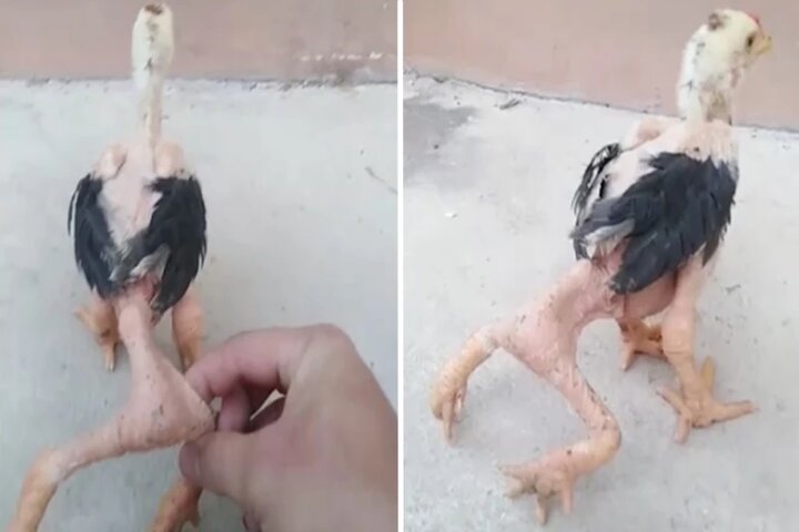 Video: granjero adoptó a un pollo de cuatro patas que logró sobrevivir pese a su mutación