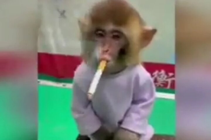 Insólito: zoológico puso a un monito a fumar como parte de una campaña contra el tabaco