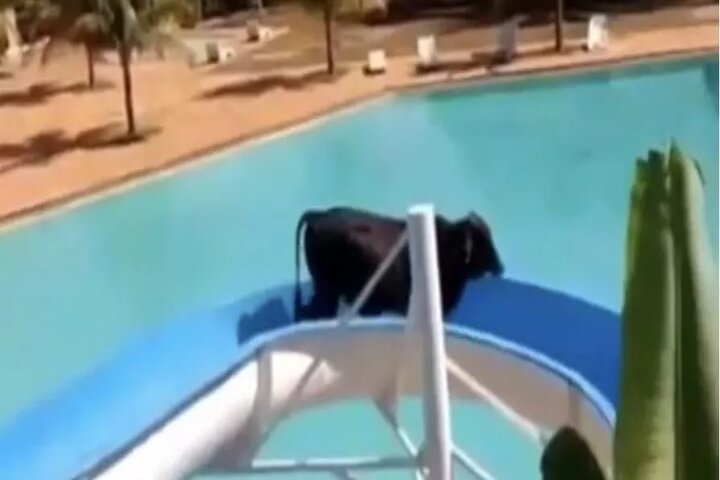 una vaca disfrutó de la piscina deslizándose por el tobogán