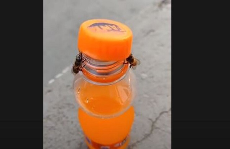 No estás viendo mal, sí son dos abejas abriendo la botella de un refresco