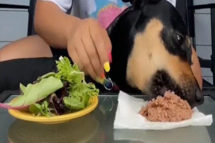 Video: Mujer quedó en ridículo al intentar demostrar que su perra es vegetariana y se hizo viral