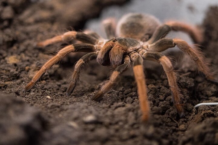 Descubren ‘mega araña’ en Australia con colmillos de Drácula
