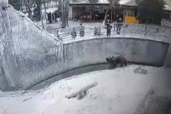 Impactante: madre arrojó a su hija de 3 añitos a la jaula de un oso en un zoológico