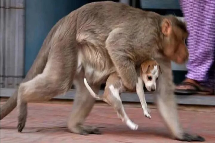 Venganza animal: monos matan a más de 200 perritos por muerte de una de sus crías