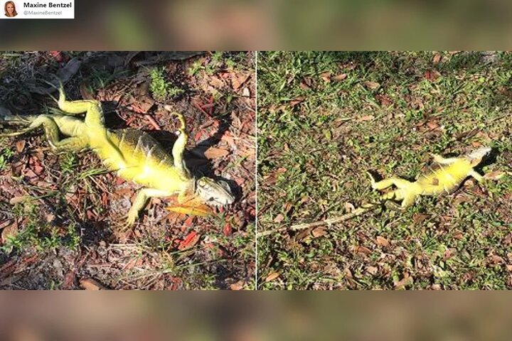 VIDEO: terrorífica ‘lluvia de iguanas’ en Florida tras fuerte ola invernal