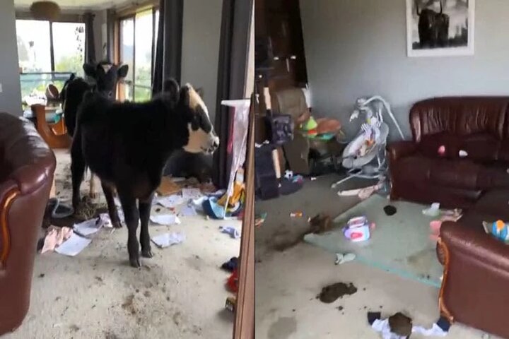 Video: Mujer regresó a su casa y encontró a dos vacas comiéndose los muebles