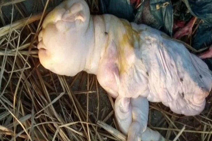 Cabra dio a luz a una extraña cría: nació con rostro "humano" y con dos extremidades