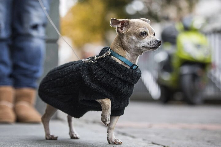 ¡Chiquito pero peligroso! Un perrito chihuahua se convirtió en policía