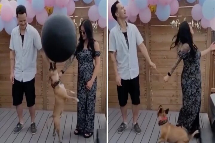 Querían revelar el género de su bebé en camino pero su perrito mandó el globo por los aires