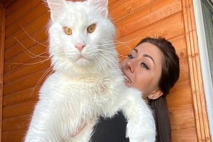 Kéfir, el supergato que tiene dos años y no para de crecer; la gente cree que es un perro