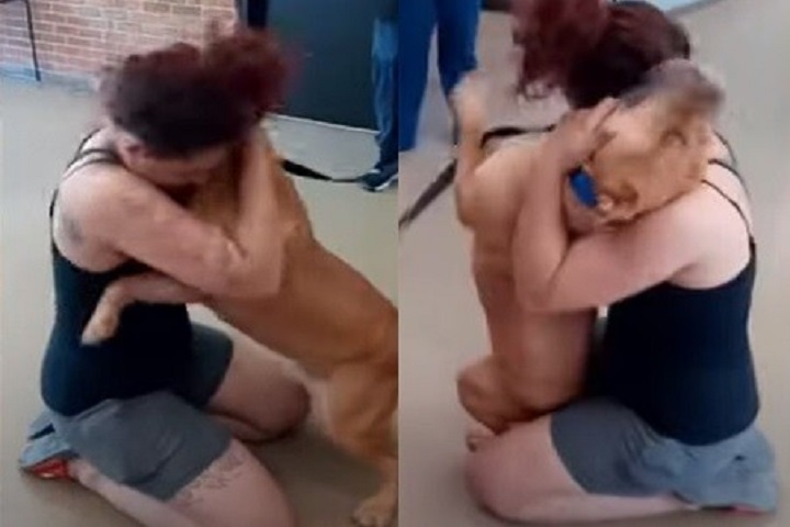 Video: Perrito saltó de alegría al ver de nuevo a su mamá humana que lo había perdido hace dos años