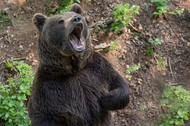 Boxeador terminó en coma tras luchar y apuñalar a un oso que mató a su amigo