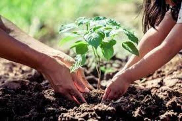 Sembrar árboles en zonas de incendios forestales: Red Colombiana de Restauración explicó por qué no es buena idea
