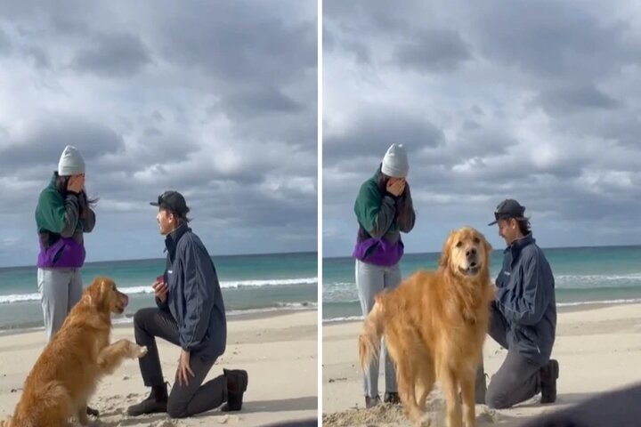 El inesperado gesto de un golden retriever al ver que sus dueños se iban a casar