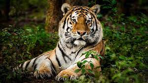 Tigre sacrificado en la hacienda Nápoles