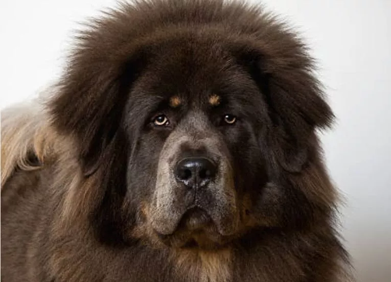 Familia compró un perro de raza grande y años después se dieron cuenta que era un oso