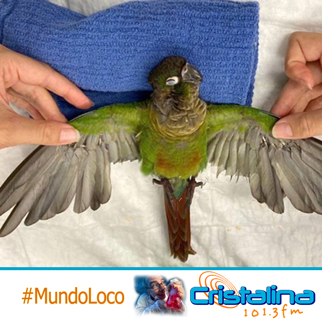 ¿TENDRÁ UNA NUEVA OPORTUNIDAD PARA VOLAR?