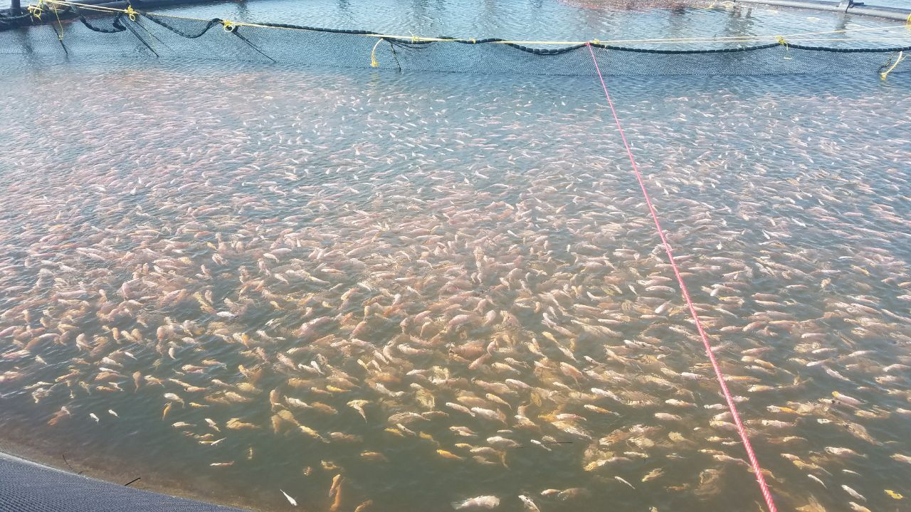 Mas de 400mil vacunas llegan a Colombia para vacunar los cultivos de tilapia