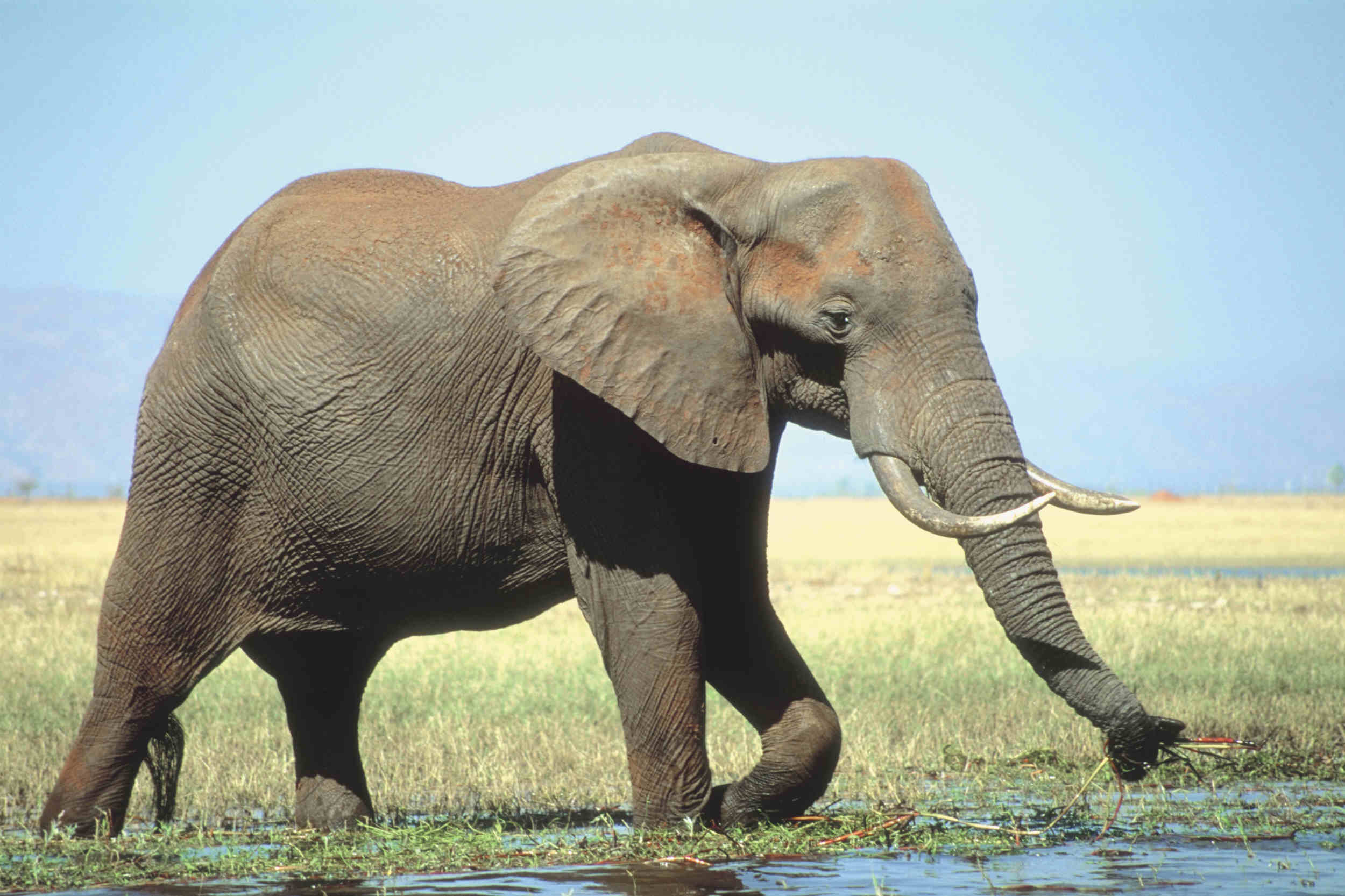 Elefante pisó a mujer y la mató; luego apareció en funeral y pisoteó su cadáver
