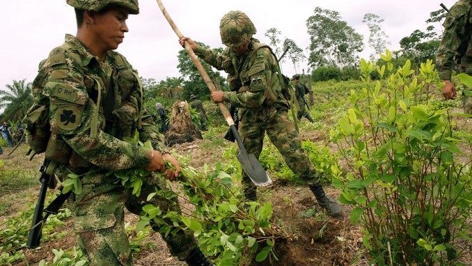 Continua labores de erradicación forzada.