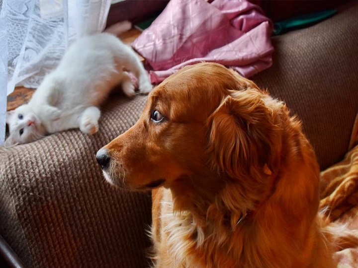 Una forma muy curiosa de querer de este perro a un gato