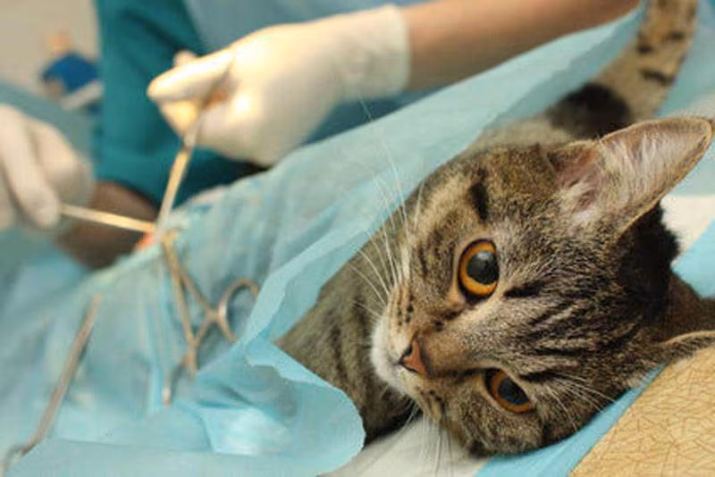 Ley: Esterilizar Salva.