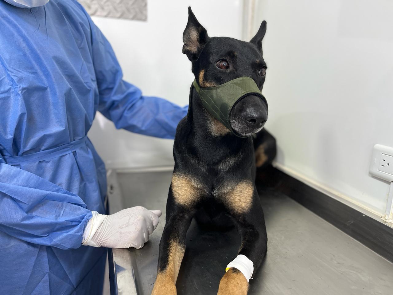 Inician jornadas de esterilización canina en Neiva