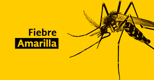 Primer noticia negativa por fiebre amarilla.