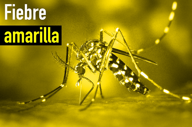 Caquetá declara alerta sanitaria por Fiebre Amarilla.