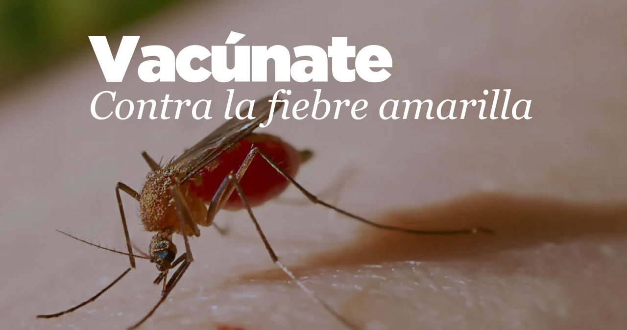Plan de ´Choque´ para evitar casos de fiebre amarilla.