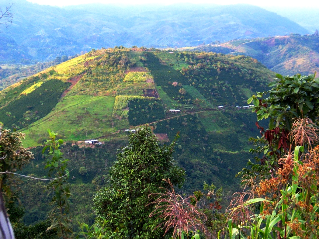 Las fincas cafetera y cacaotera más lindas del Huila están en La Plata y Gigante
