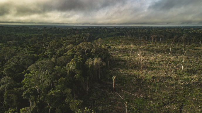 Caquetá le apunta a su Plan Forestal 2024 - 2054.