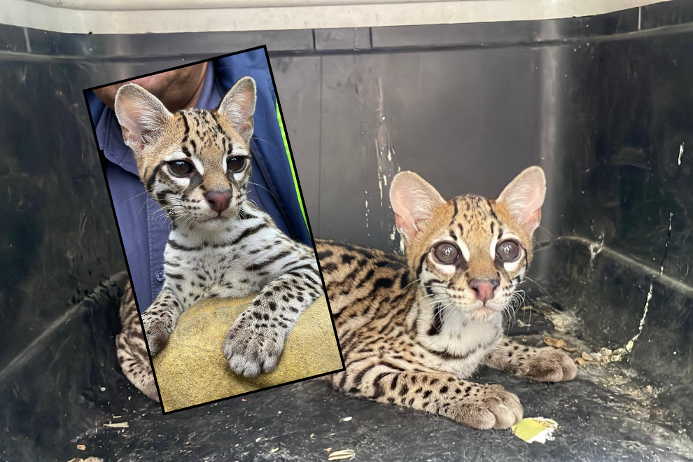 CAR recuperó un ocelote en Cundinamarca