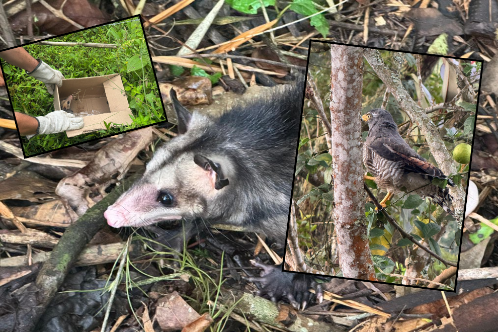 Once animales silvestres regresan a su hábitat tras rehabilitación