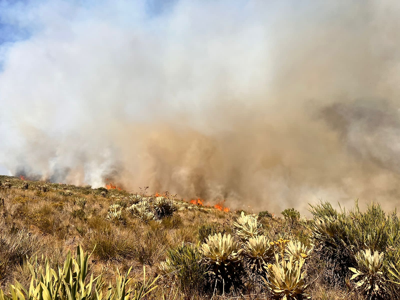 Cambio climático y malas prácticas están extinguiendo especies de plantas