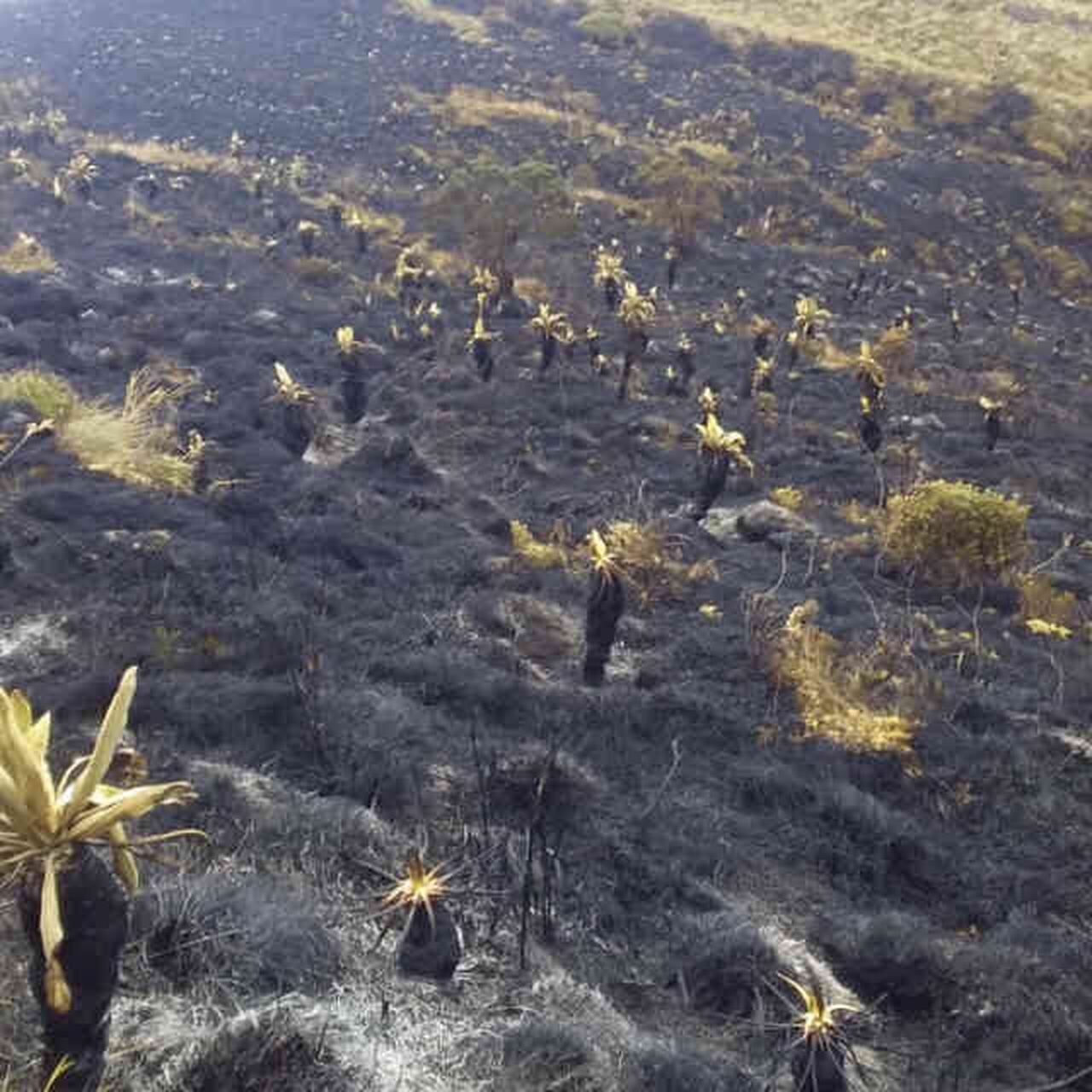 ¡Esto es muy alentador y emocionante, Frailejones del Páramo de Santurbán Florecen!