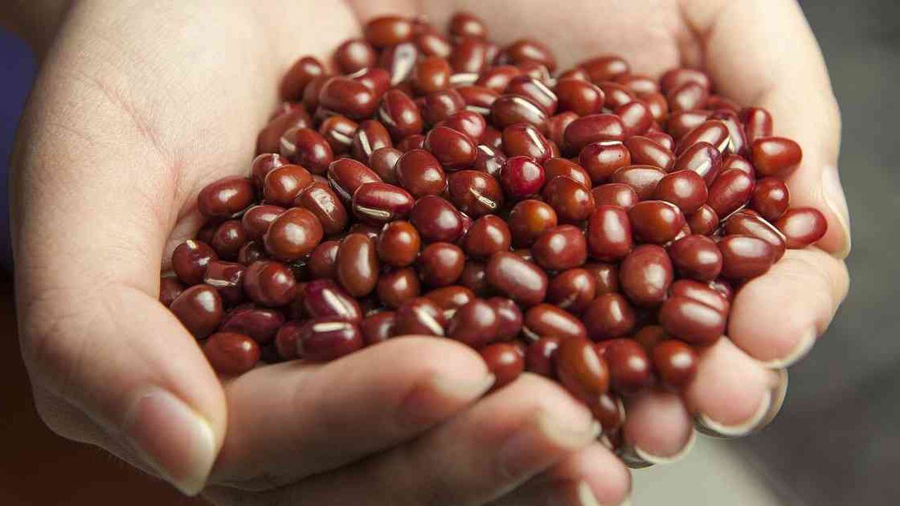 Productores de Frijol solicitan apoyo en la comercialización de este grano