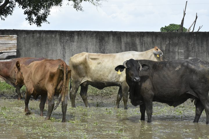 Avanza positivamente el primer ciclo de vacunación bovina