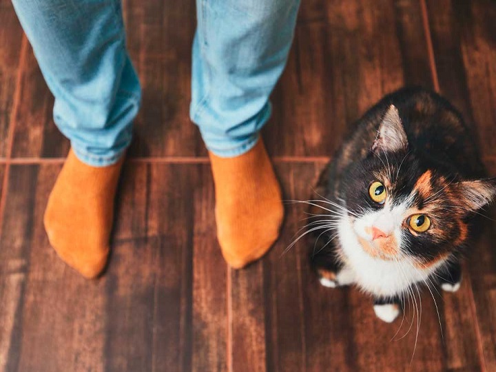 Una forma muy curiosa de jugar de este gato