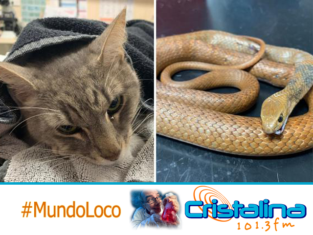 GATO FALLECIÓ POR PROTEGER A 2 NIÑOS DE UNA DE LAS SERPIENTES