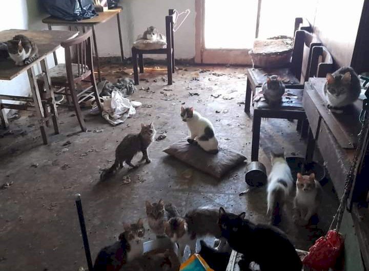 Hombre murió en su casa y es devorado por los gatos