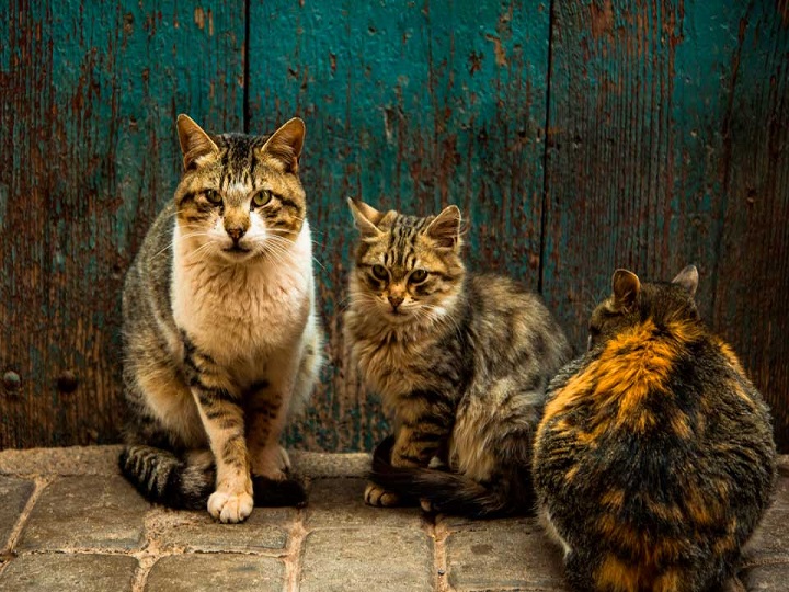 Existen dos tipos de gatos
